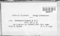 Uromyces lupini image